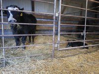 Providing adequate amounts of nutrients and high-quality water is critical for pregnant cows. (NDSU photo)