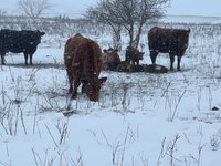 The April weather has created challenging calving conditions in North Dakota. (NDSU photo)