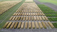 NDSU's Agronomy Seed Farm in Casselton trials multiple varieties of hard red winter wheat. (NDSU photo)