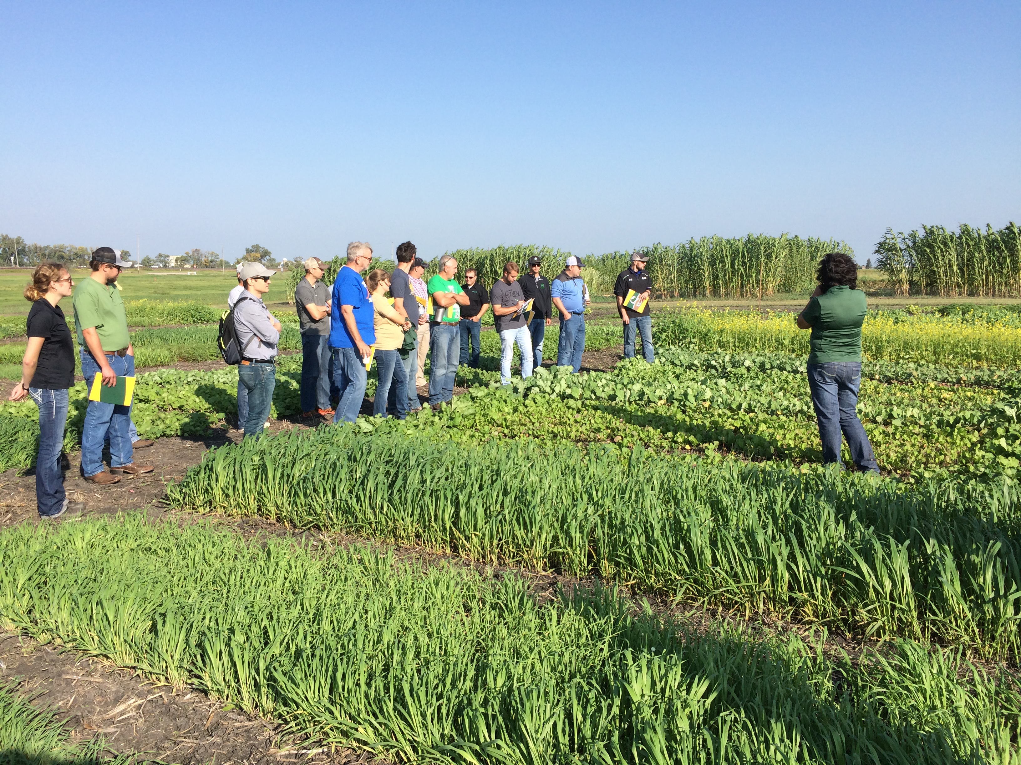 Participants will explore the benefits of cover crops and intercropping at the NDSU field day scheduled for Sept. 20. (NDSU photo)