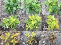 An iron chlorosis rating scale is used to evaluate IDC tolerance. (NDSU photo)