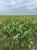 Sorghum or milo is a potential nitrate accumulator and should be tested prior to haying or grazing. (NDSU photo)