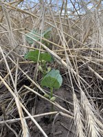 Winter rye as a cover crop can reduce soil erosion, supplement weed management, utilize excess soil moisture and increase long-term soil productivity. (NDSU photo)