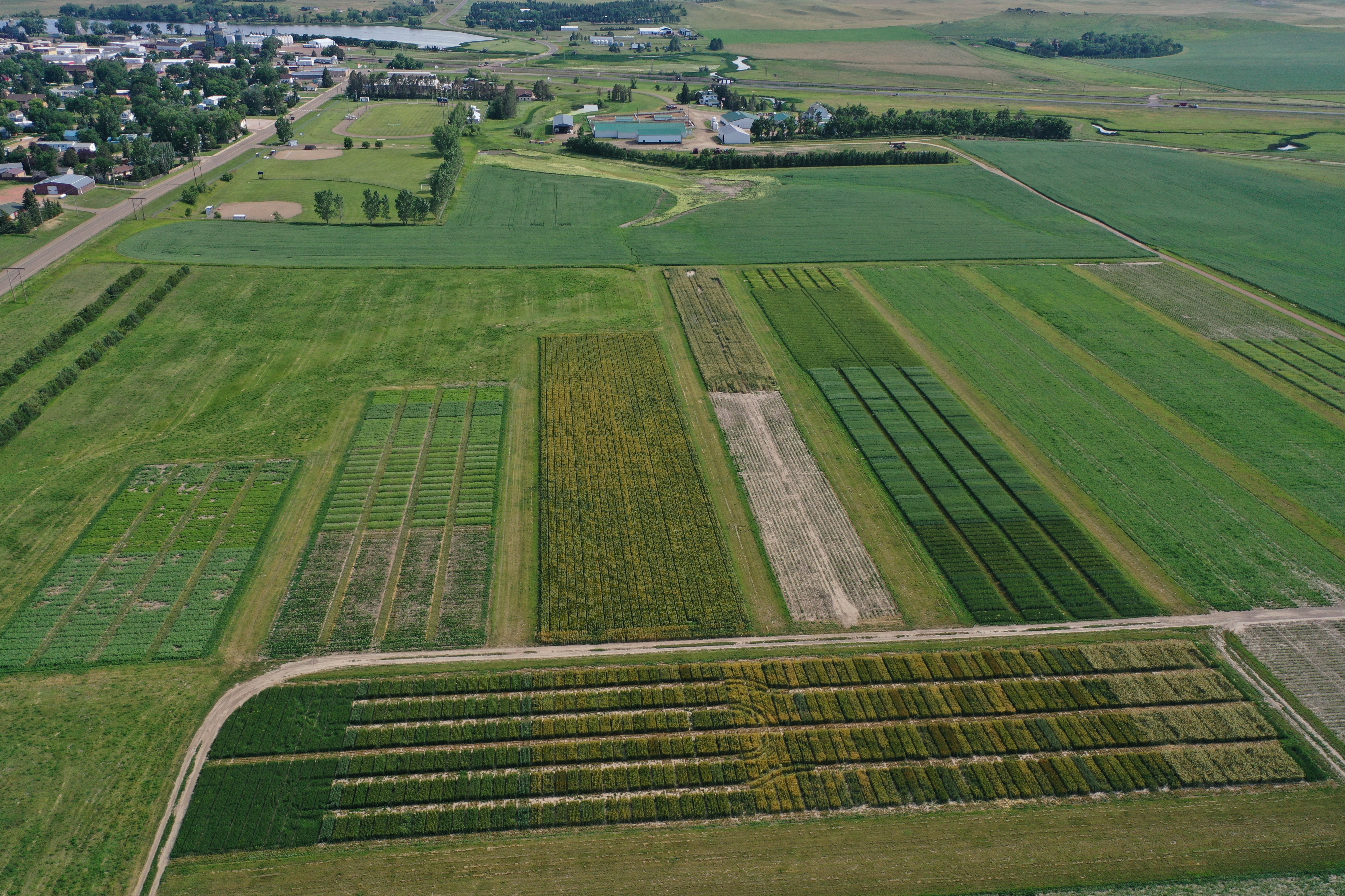 Regional agronomy research results, acid soil management, biological products and weed control options will be featured topics at the 39th annual Western Dakota Crops Day in Hettinger. (NDSU photo)