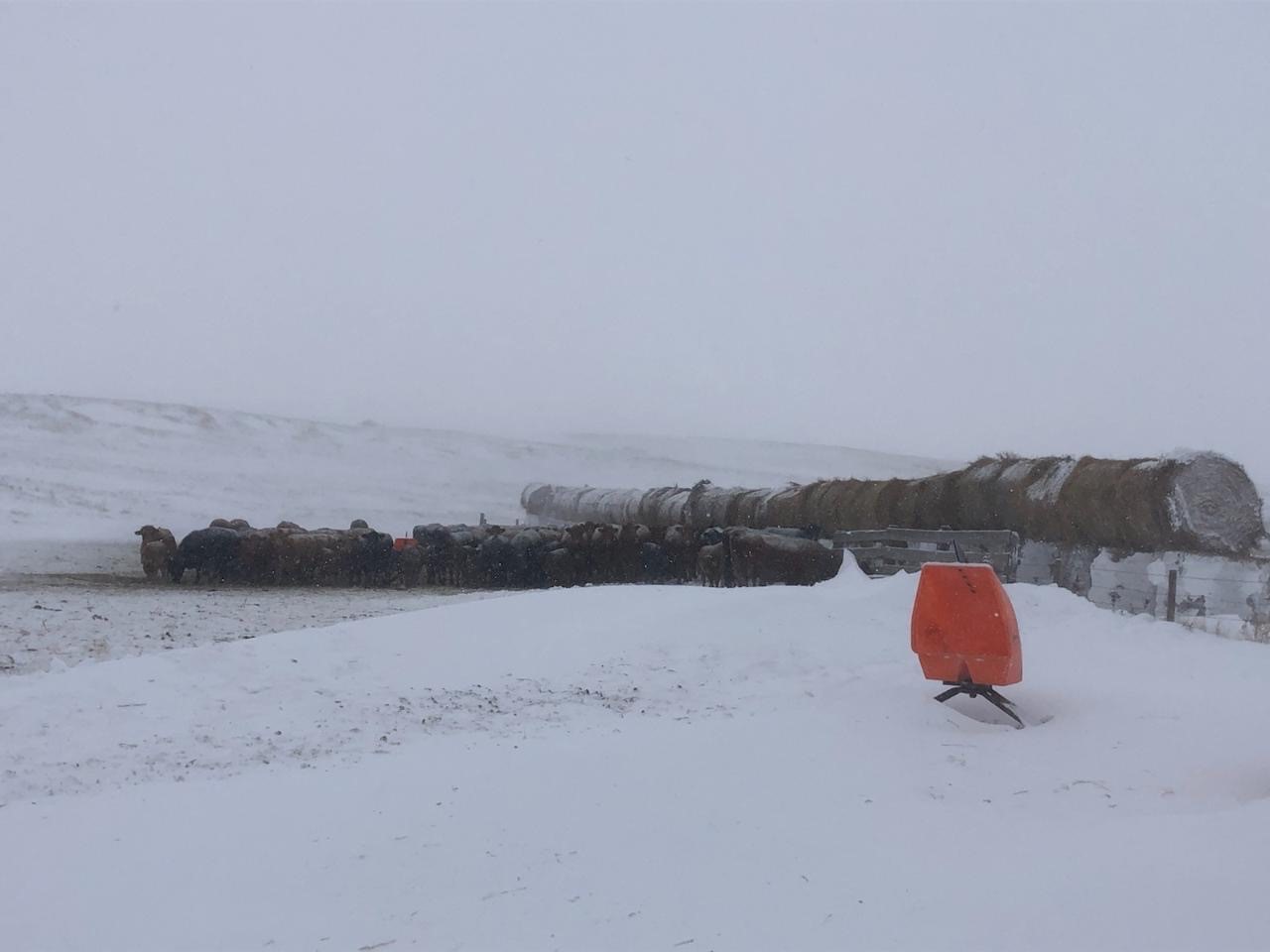 Round bales can provide a windbreak for cattle during extended cold temperatures. (NDSU photo)