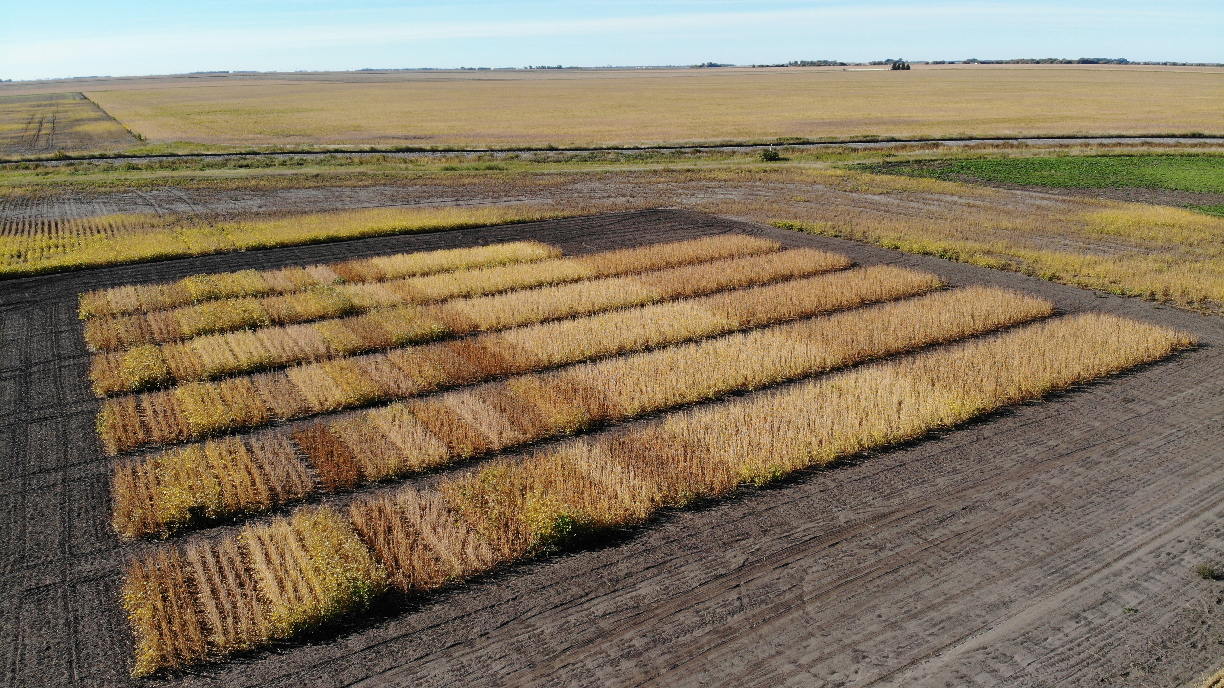 With so many varieties to choose from, variety selection can be challenging. NDSU's variety selection tool is designed to assist farmers with finding the most appropriate variety for their farm by accessing, sorting and visualizing variety trial data. (NDSU photo)