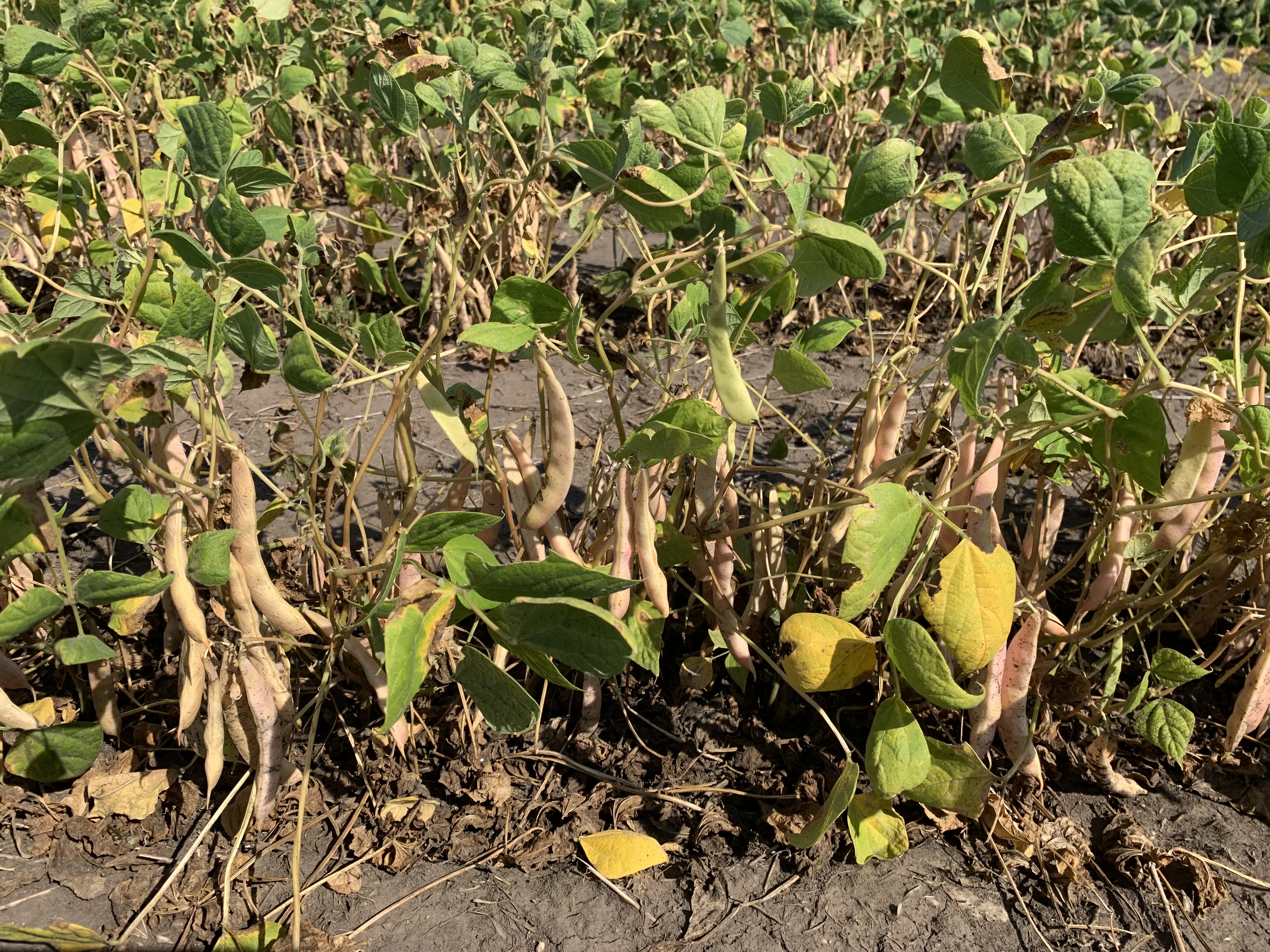 Variety performance, weed and disease management are among the featured topics at the virtual dry bean Getting-it-Right meeting on Dec. 21. (NDSU photo)