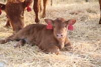 Calving-management principles will be discussed during the Junior Beef Producer winter webinar. (NDSU photo)