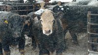 The Feedlot School helps identify areas for improvement, ranging from feed bunk management to health to business planning to marketing. (NDSU photo)