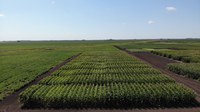 The corn hybrid guide is a good source of information for farmers and agronomists looking for data on hybrid performance in North Dakota. (NDSU photo)