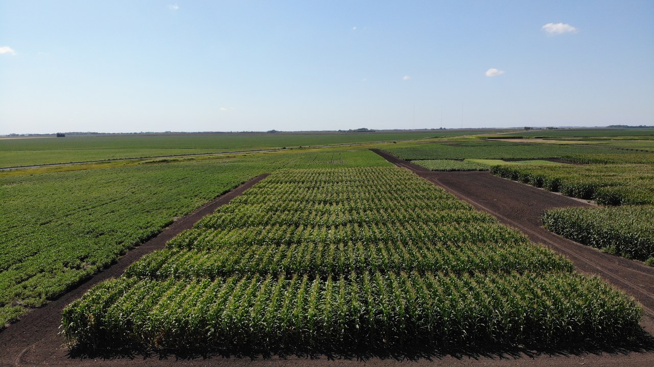 NDSU releases corn hybrid variety trial results — Extension and Ag