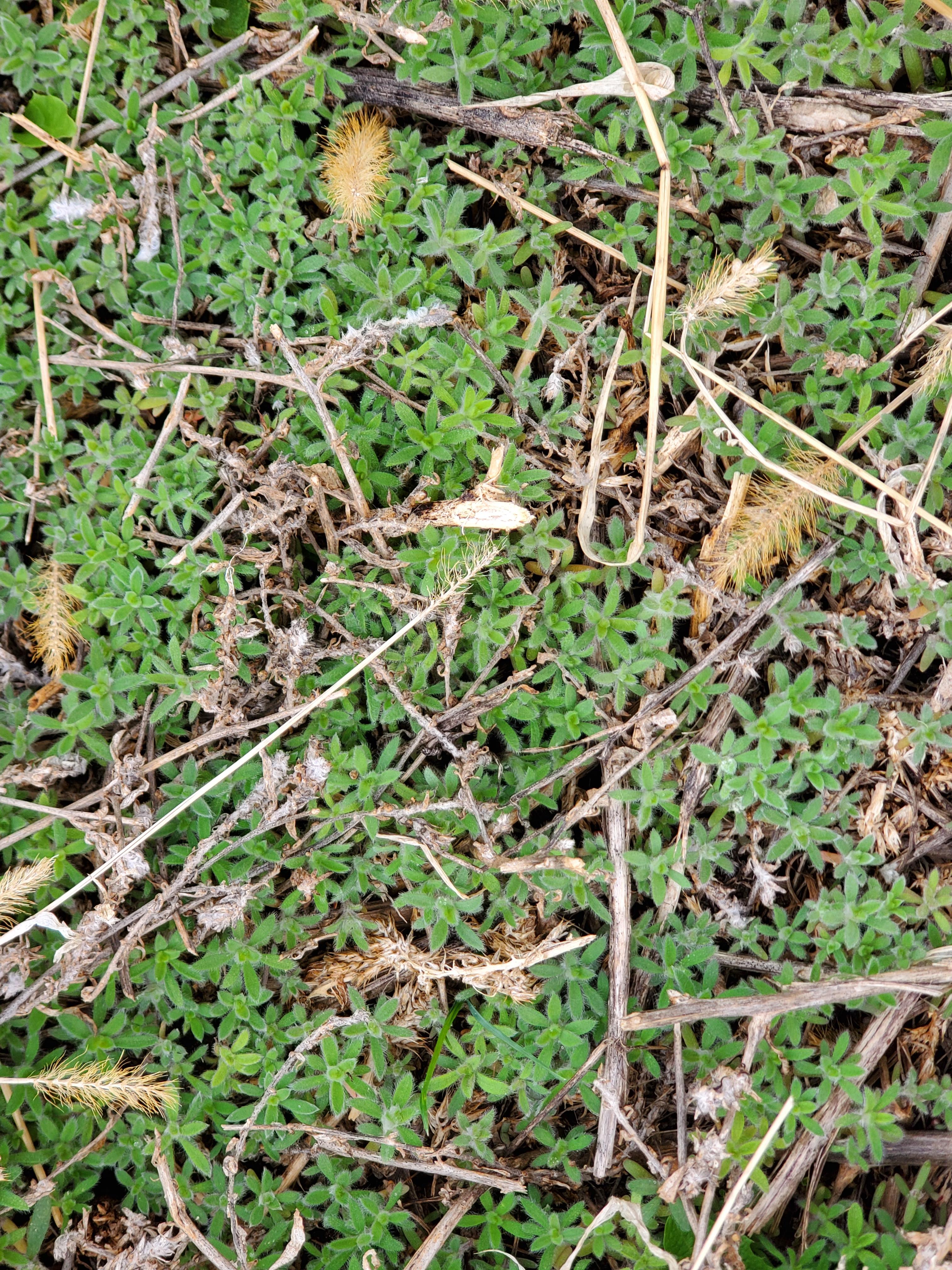 Kochia has been difficult to control during the prolonged drought of the past several years. (NDSU photo)