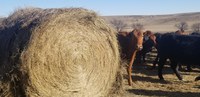 Purchasing hay and other feeds from outside the region requires buyers to ask important questions. (NDSU photo)