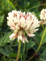 Short-growing flowering species like white clover provide nectar and pollen for pollinators. (Photo by anemoneprojectors)