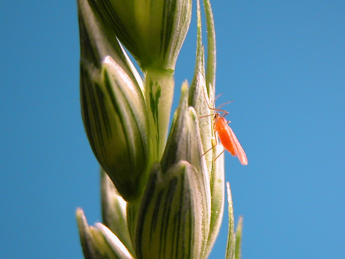 A total of 2,070 soil samples were collected from 22 counties in the fall of 2021 to estimate the statewide risk for wheat midge in the 2022 wheat growing season. (NDSU photo)