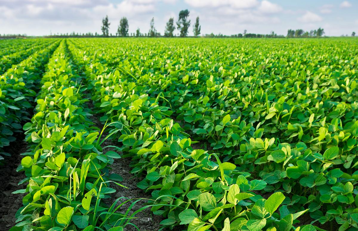 The North Dakota Agricultural Experiment Station has released new durum and soybean crop varieties. (NDSU Photo)