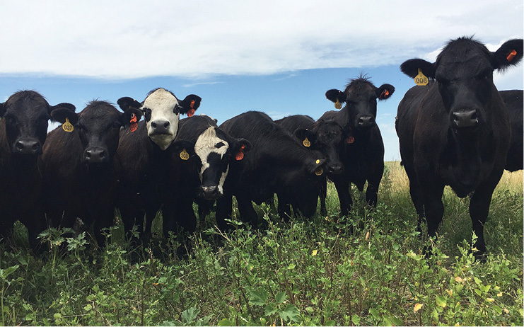 NDSU released 2022 price projections for crops and livestock produced in the state. (NDSU photo)