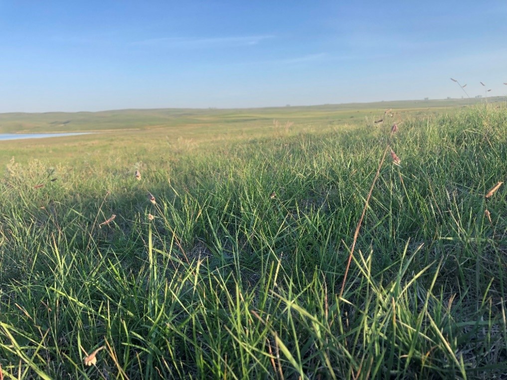 Above normal fall moisture in many areas created the opportunity for new grass tillers to develop. (NDSU  photo)