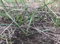 New western wheatgrass tiller (NDSU photo)