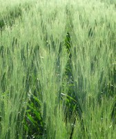 NDSU nitrogen calculators may help farmers determine the most profitable nitrogen rates for growing sunflower, spring wheat/durum and corn. (NDSU photo)