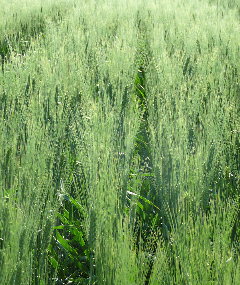 NDSU nitrogen calculators may help farmers determine the most profitable nitrogen rates for growing sunflower, spring wheat/durum and corn. (NDSU photo)