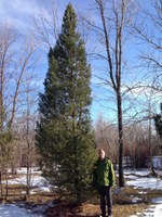NDSU professor Todd West stands next to a mature Hyland Guard Mountain Pine at the Dale E. Herman Research Arboretum near Absaraka, N.D. (NDSU photo)