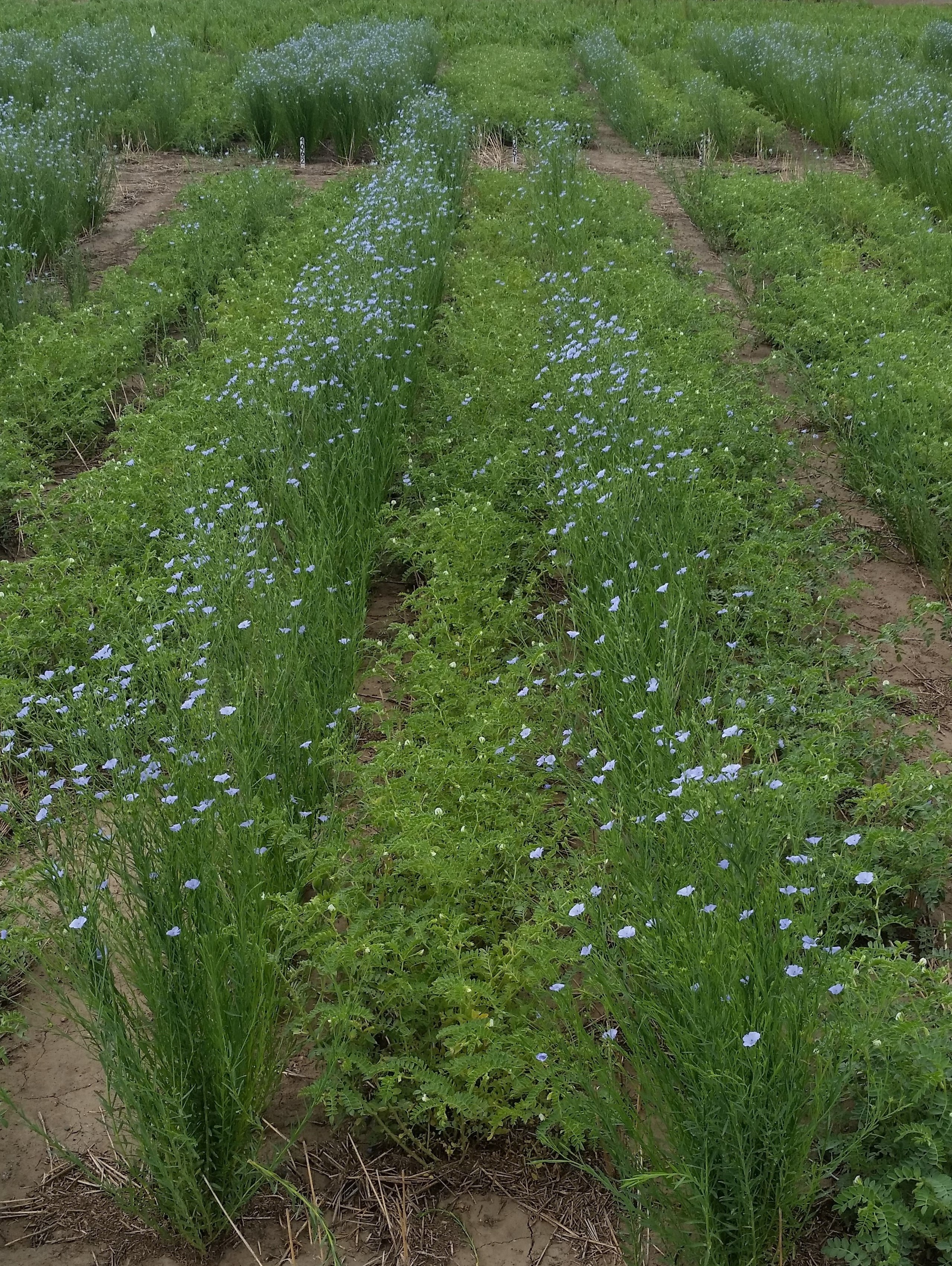 Chickpeas and flax are grown in alternating rows. (NDSU photo)