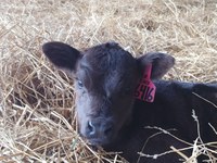 New calf management will be a topic at the NDSU Extension calving workshop in Minot. (NDSU photo)