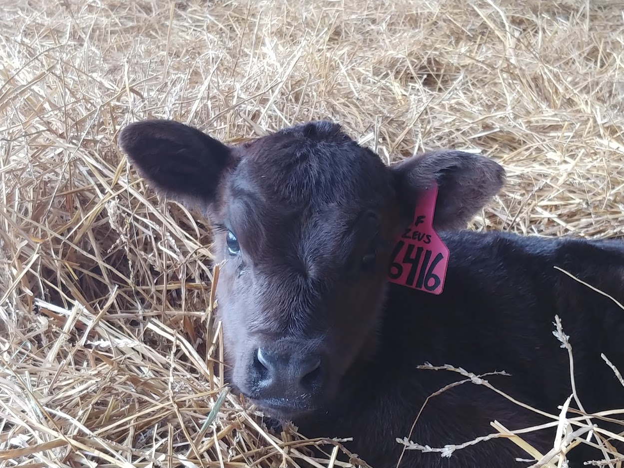 New calf management will be a topic at the NDSU Extension calving workshop in Minot. (NDSU photo)