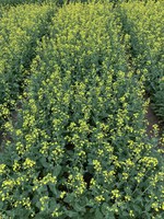 University and agriculture professionals will provide information to assist canola producers with production decisions for the 2022 growing season at the Getting-it-Right in Canola Production meeting. (NDSU photo)