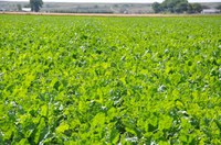 Sugarbeet growers will have an opportunity to learn more about diseases, weeds and insect pests during seminars hosted by NDSU Extension in February. (NDSU photo)