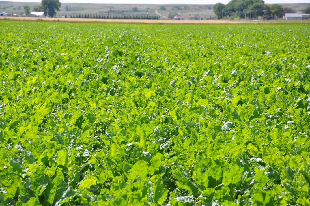 Sugarbeet growers will have an opportunity to learn more about diseases, weeds and insect pests during seminars hosted by NDSU Extension in February. (NDSU photo)