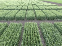 In addition to presentations, the meeting will feature hands-on sessions that focus on new wheat research. (NDSU photo)