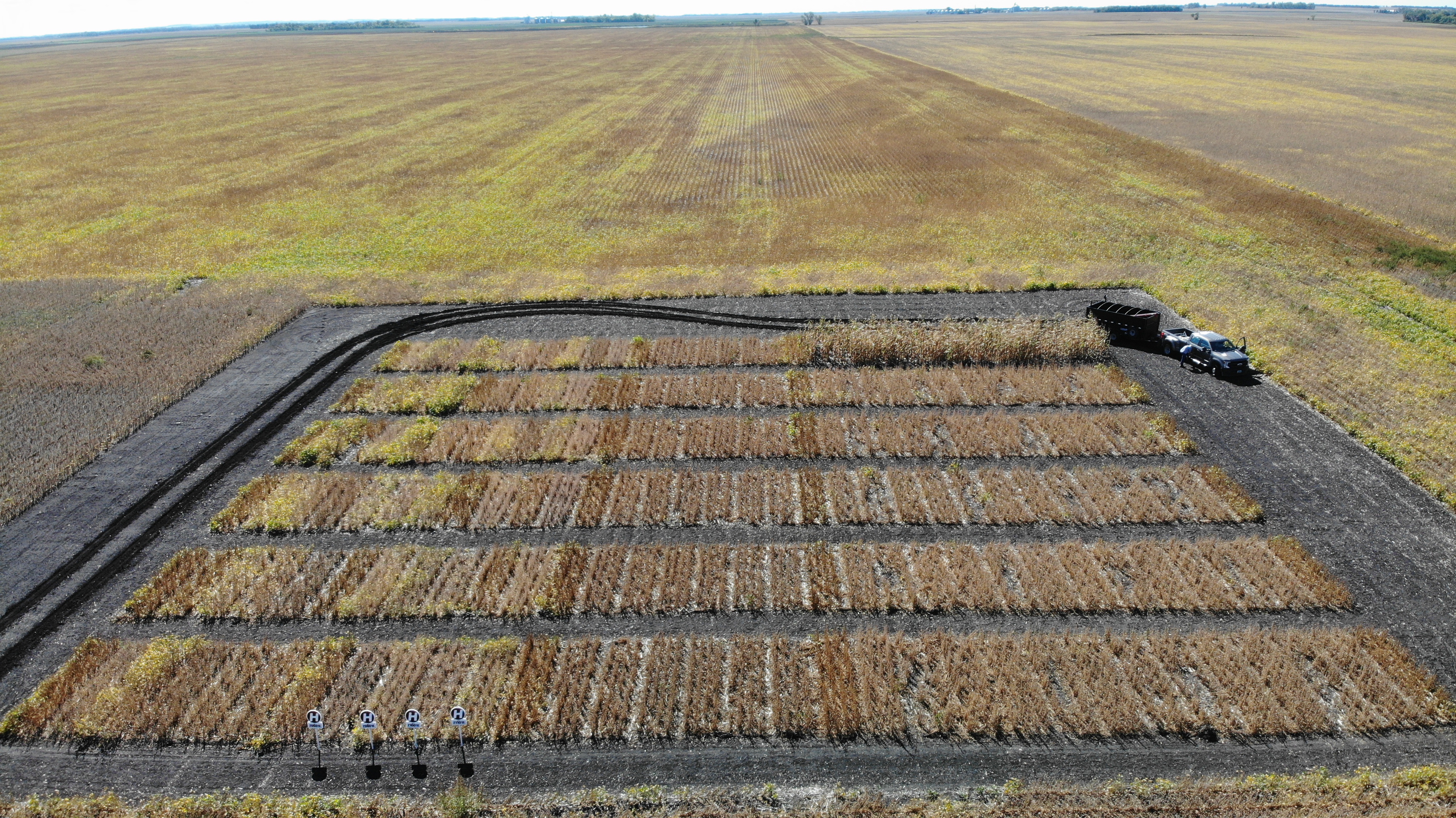 The Getting it Right in Soybean Production conference will include data from the soybean management research conducted at this plot near Lisbon, N.D. (NDSU photo)