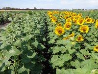 The results of sunflower research conducted in 2021 will be discussed at the upcoming Getting-it-Right conference. (NDSU photo)