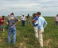 Tour speaker Nathan Neameyer will discuss practices he has adopted on his farm to improve soil health, including intercropping soybeans and canola, and planting soybeans green into rye. (NDSU photo)