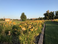 A key feature of the event will be tours of the American Daylily Society Historic Collection, as NDSU has more daylily cultivars than any other public institution in the country. (NDSU photo)