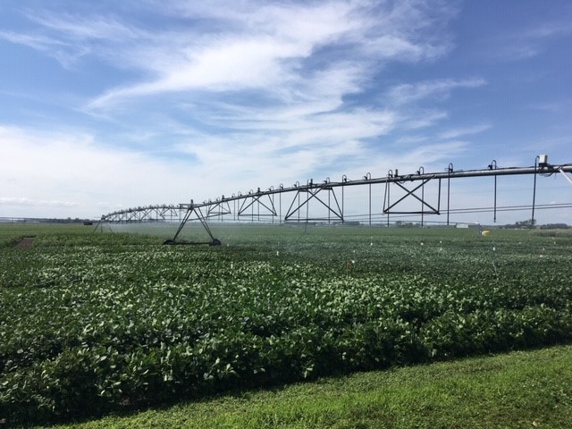 White mold in soybeans, bio-stimulants to supply corn nitrogen and new potato varieties are some of the main topics that will be covered during this year’s field day. (NDSU photo)