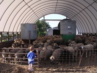 Sheep and goat producers will have a chance to learn about FDA antibiotic regulations and parasite management. (NDSU photo)