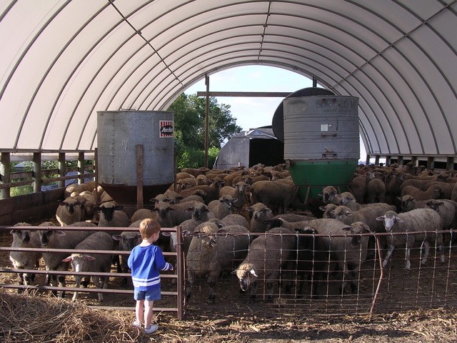 Sheep and goat producers will have a chance to learn about FDA antibiotic regulations and parasite management. (NDSU photo)