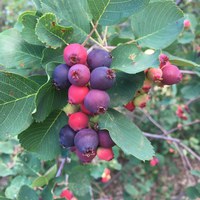Juneberries are among the fruit evaluated through the Northern Hardy Fruit Evaluation Project at the NDSU Carrington Research Extension Center. (NDSU photo)