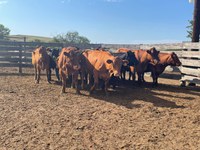 Factors that will influence cow retention and/or marketing decisions will include financial resources, cow age and production records, labor and time constraints, market conditions and feed availability. (NDSU photo)