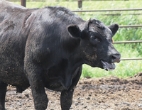 This feedlot steer is experiencing heat stress. (NDSU photo)