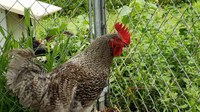 Photo: Poultry farmers should monitor for signs of HPAI and practice good biosecurity. (NDSU photo)