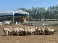 Experts will discuss the sheep and goat market during a webinar hosted by NDSU Extension and UMN Extension. (NDSU photo)