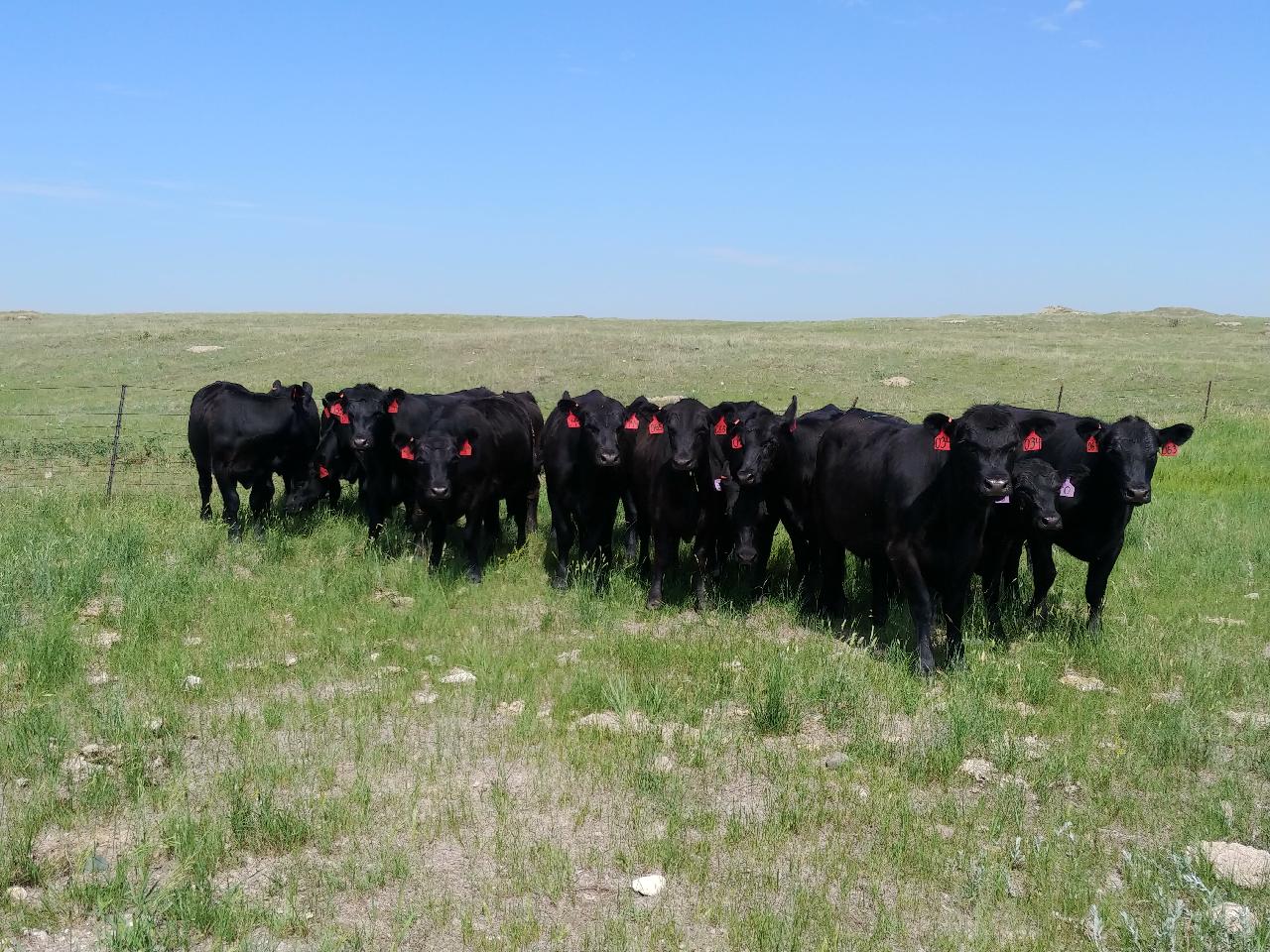 Drought continues to be a concern for many North Dakota ranchers. (NDSU photo)