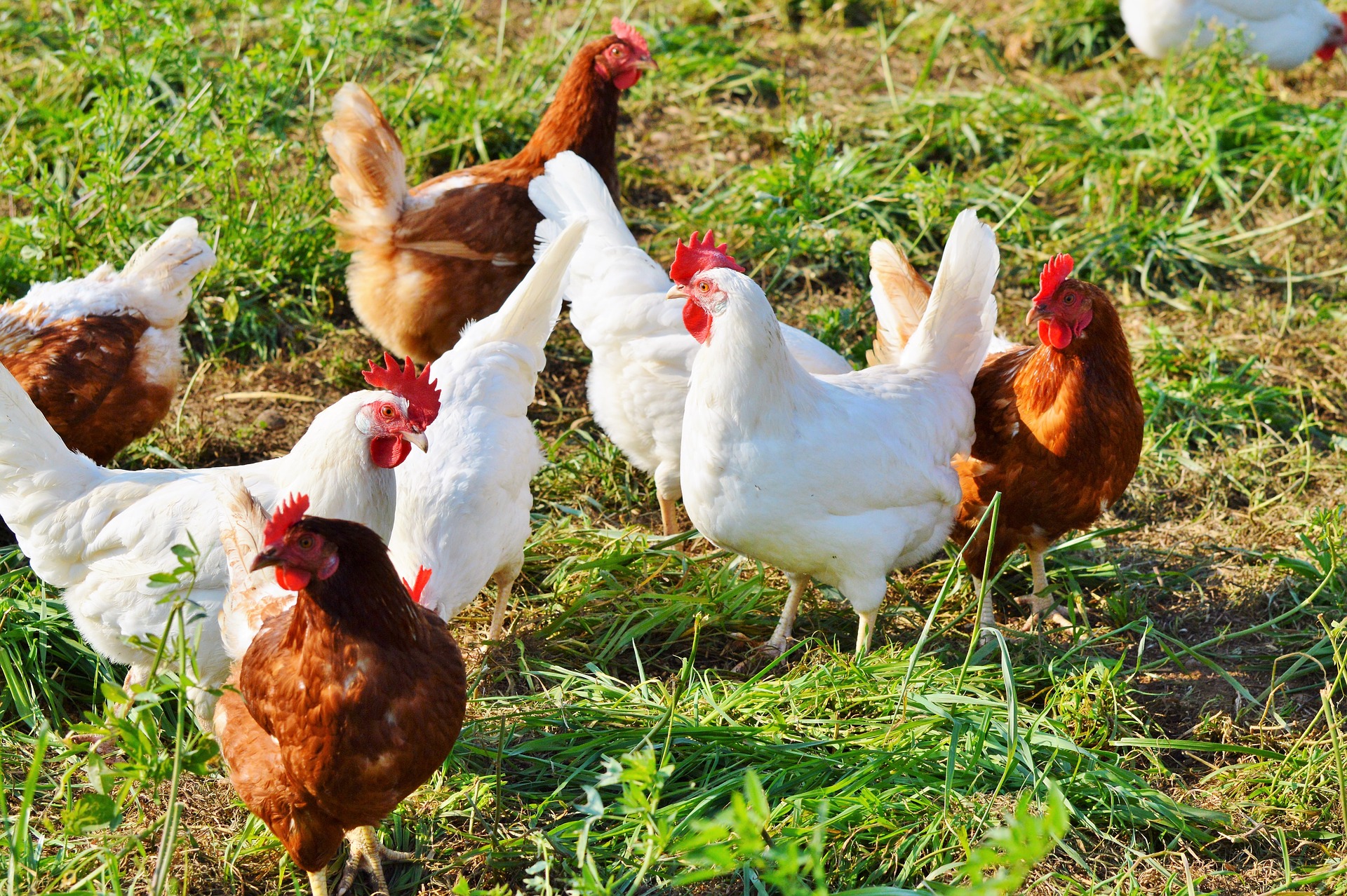 Poultry farmers should monitor for signs of HPAI and practice good biosecurity. (Pixabay photo)