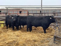 Diet composition, body condition score and nutritional status play a role in reproductive success of bulls. (NDSU photo)