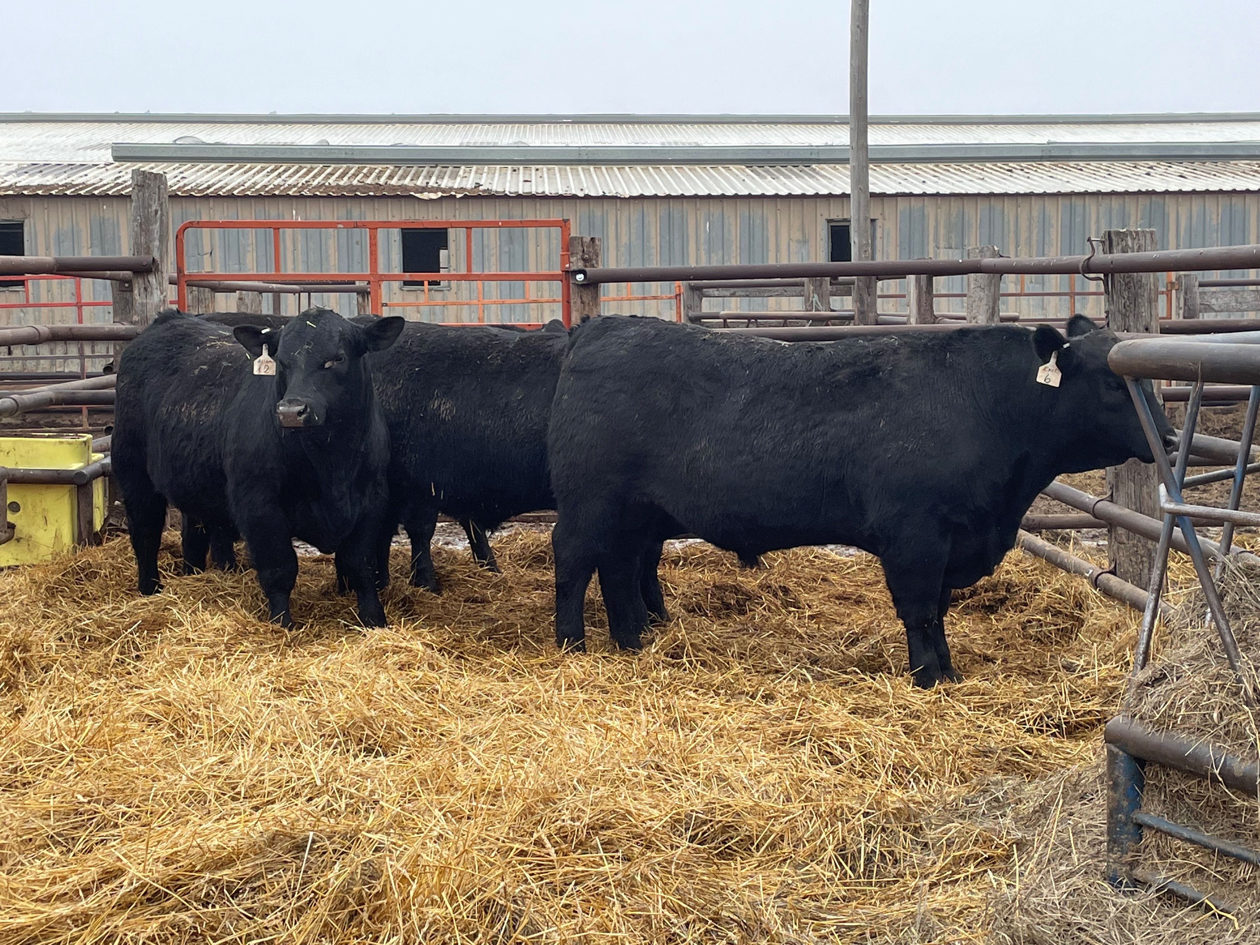Diet composition, body condition score and nutritional status play a role in reproductive success of bulls. (NDSU photo)