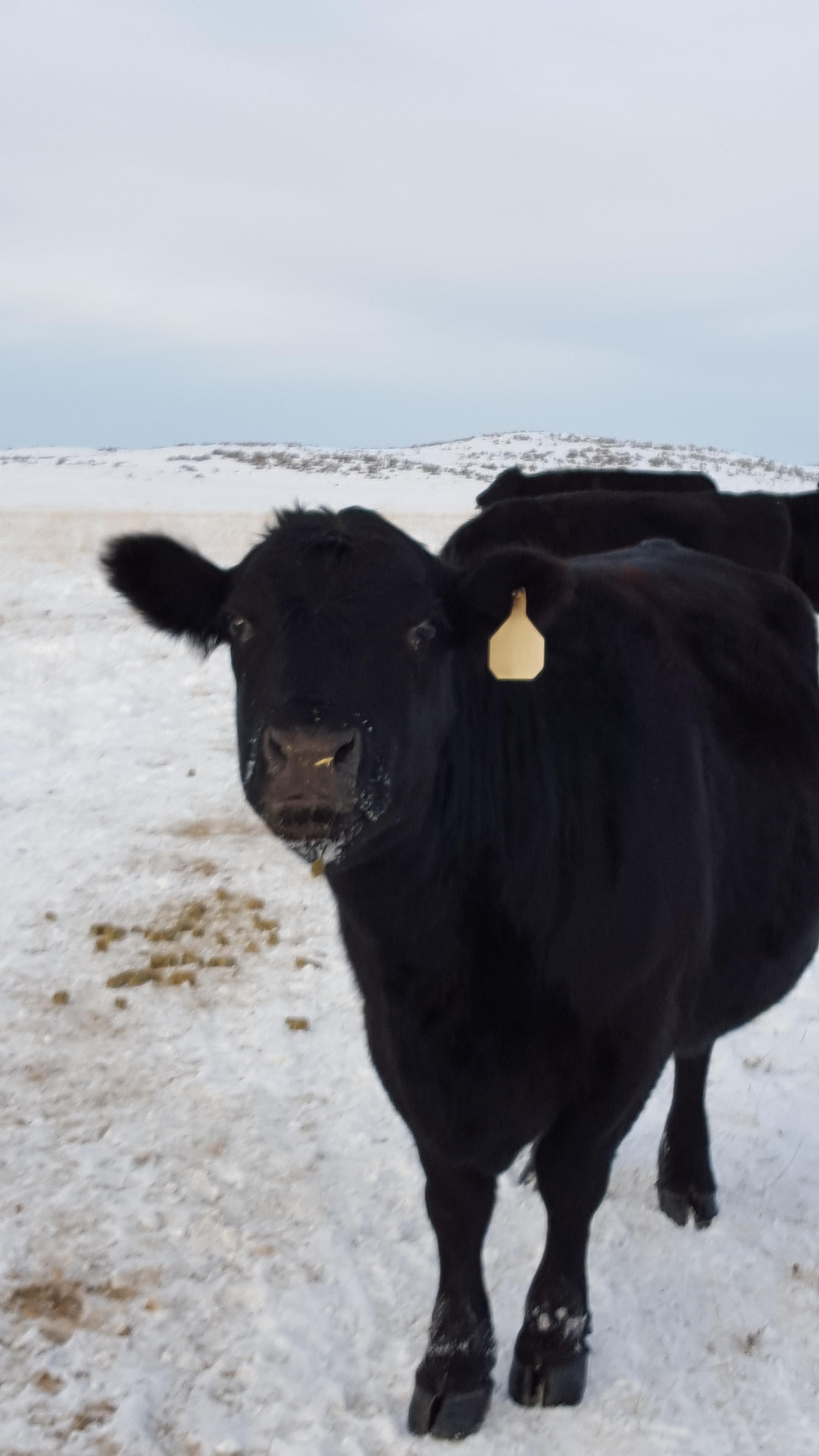 Calving season is underway in North Dakota, and producers are doing all they can do prevent calf losses. (NDSU photo)